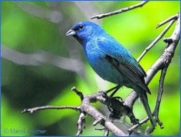 Vacations Camping Bromont