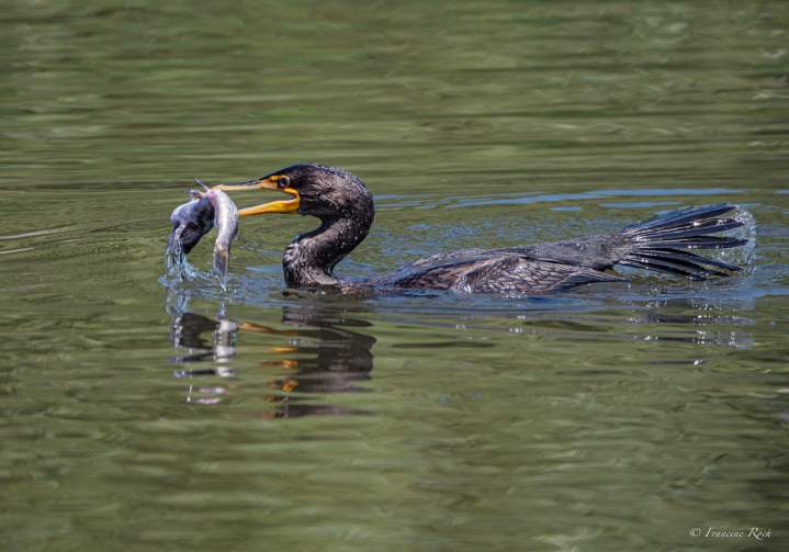 Cormoran