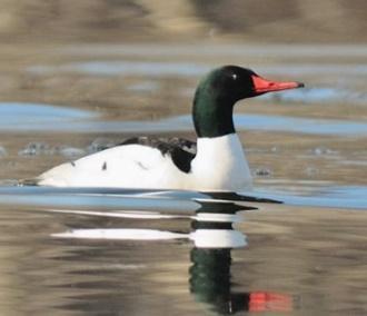 Vacations Camping Bromont