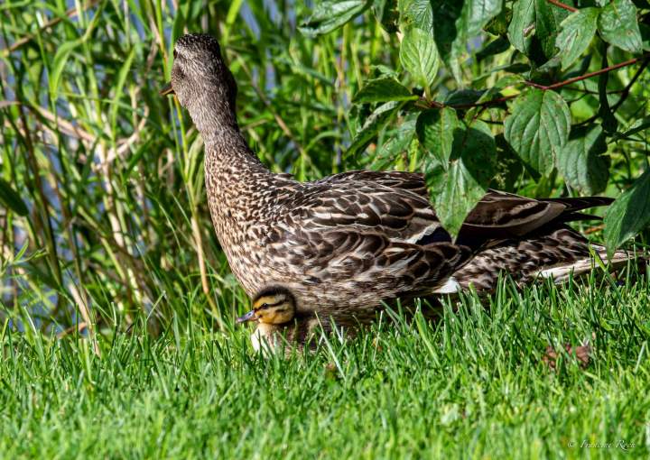 canard 1