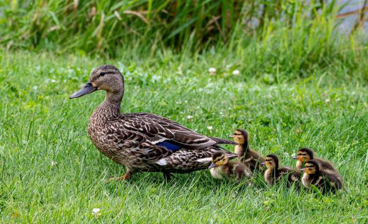 canard 3