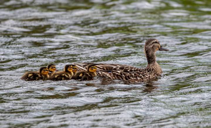 canard 4