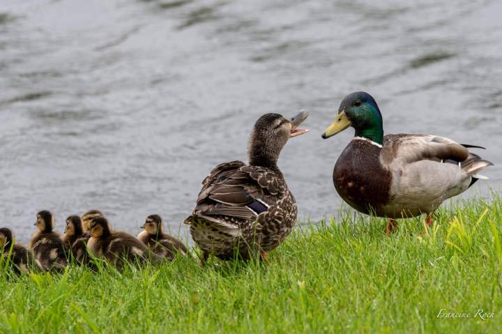 canards
